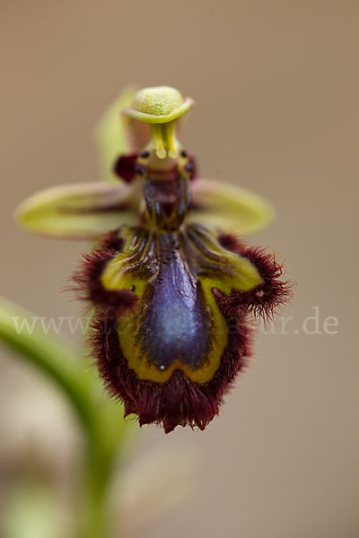 Spiegel-Ragwurz (Ophrys speculum)