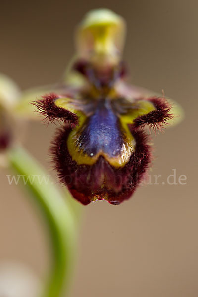 Spiegel-Ragwurz (Ophrys speculum)