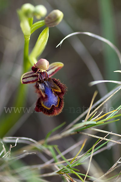 Spiegel-Ragwurz (Ophrys speculum)