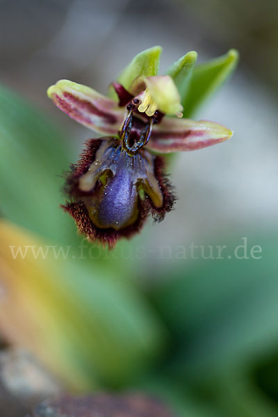 Spiegel-Ragwurz (Ophrys speculum)