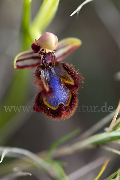 Spiegel-Ragwurz (Ophrys speculum)