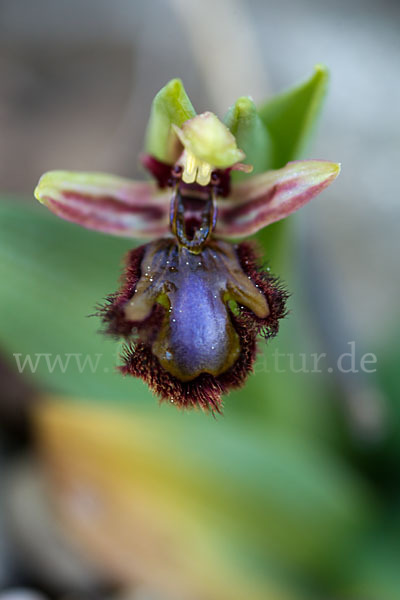 Spiegel-Ragwurz (Ophrys speculum)