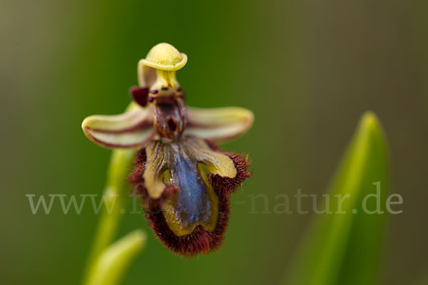 Spiegel-Ragwurz (Ophrys speculum)