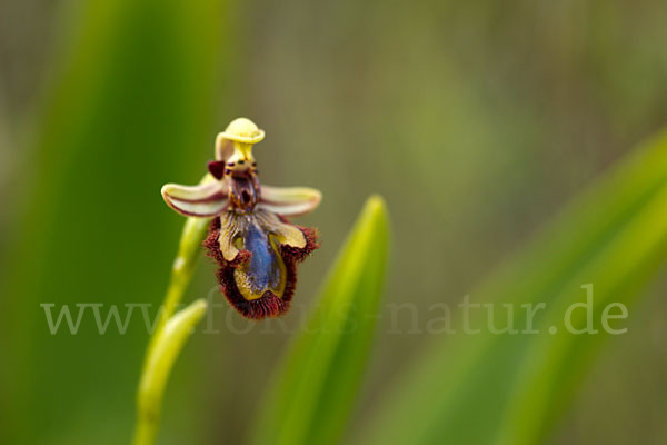 Spiegel-Ragwurz (Ophrys speculum)