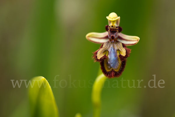 Spiegel-Ragwurz (Ophrys speculum)