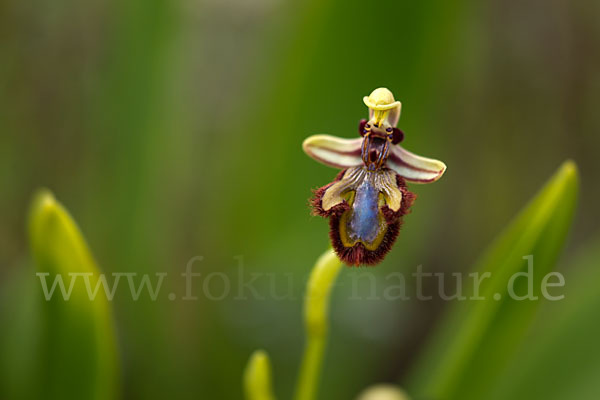 Spiegel-Ragwurz (Ophrys speculum)