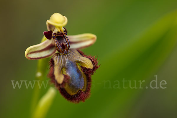 Spiegel-Ragwurz (Ophrys speculum)