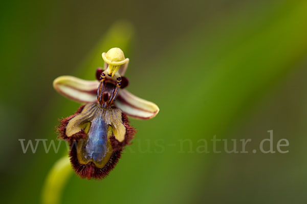 Spiegel-Ragwurz (Ophrys speculum)