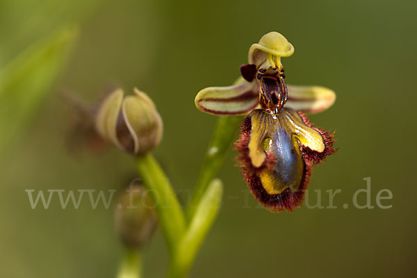 Spiegel-Ragwurz (Ophrys speculum)