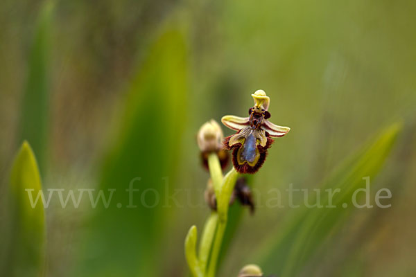 Spiegel-Ragwurz (Ophrys speculum)