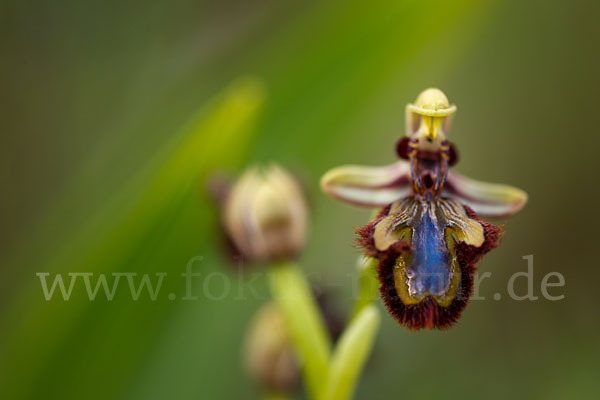 Spiegel-Ragwurz (Ophrys speculum)