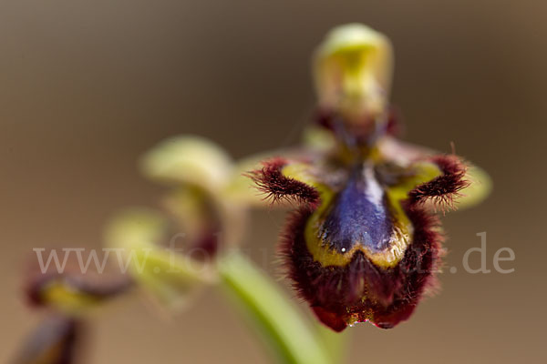 Spiegel-Ragwurz (Ophrys speculum)