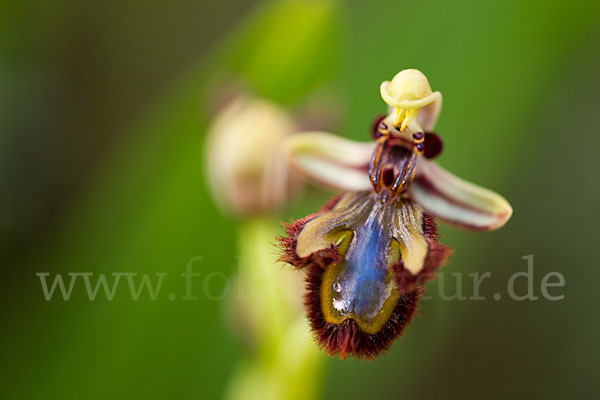 Spiegel-Ragwurz (Ophrys speculum)