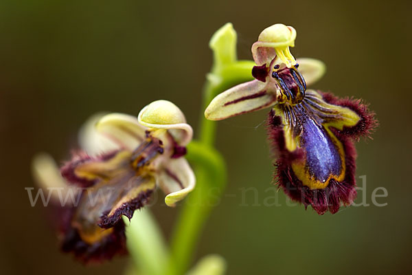 Spiegel-Ragwurz (Ophrys speculum)