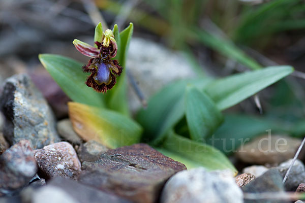 Spiegel-Ragwurz (Ophrys speculum)