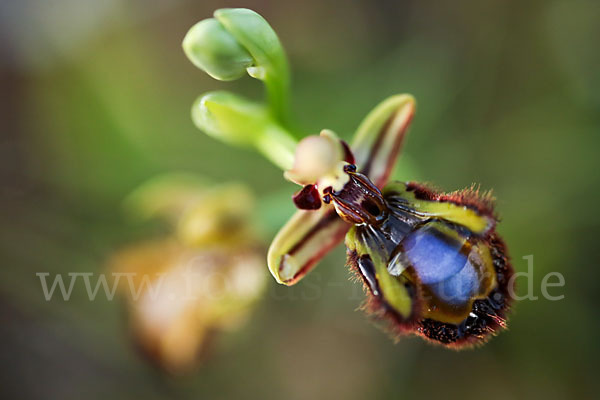 Spiegel-Ragwurz (Ophrys speculum)