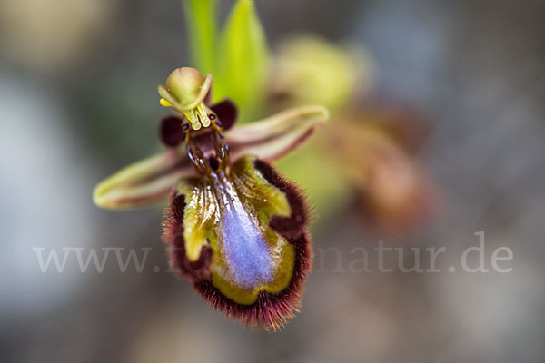 Spiegel-Ragwurz (Ophrys speculum)