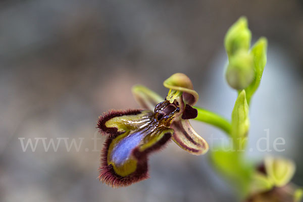 Spiegel-Ragwurz (Ophrys speculum)