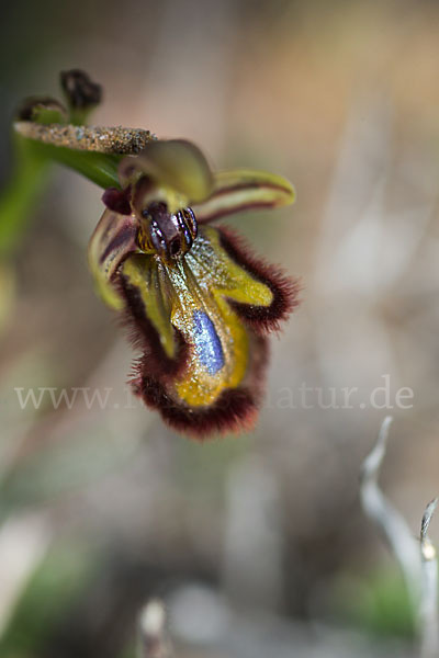 Spiegel-Ragwurz (Ophrys speculum)