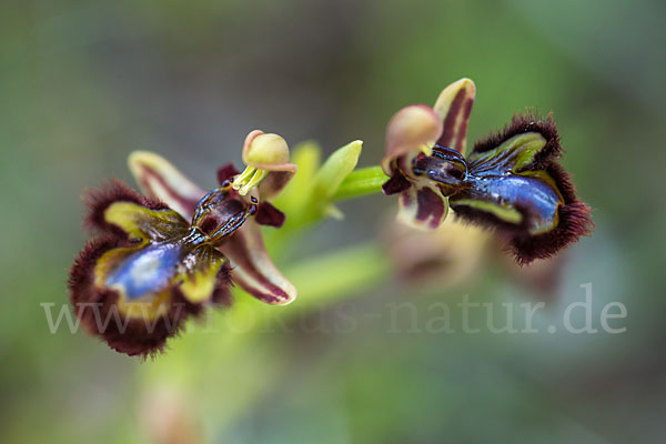 Spiegel-Ragwurz (Ophrys speculum)