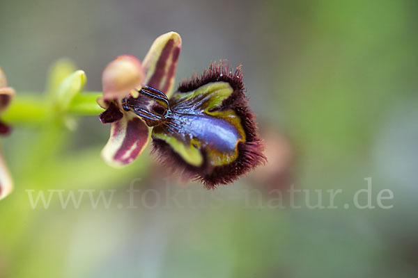 Spiegel-Ragwurz (Ophrys speculum)