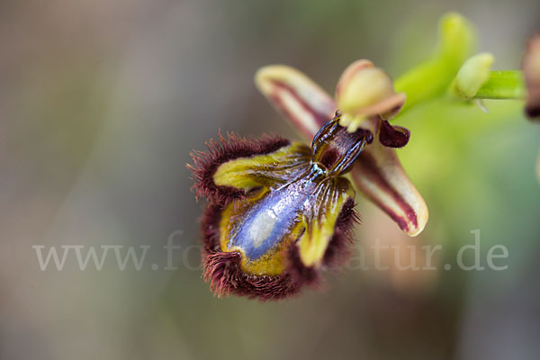 Spiegel-Ragwurz (Ophrys speculum)