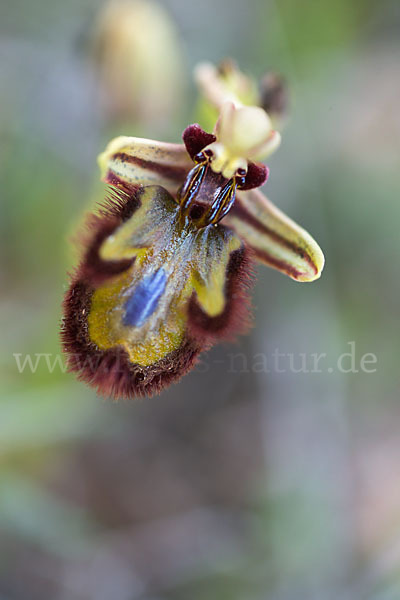 Spiegel-Ragwurz (Ophrys speculum)