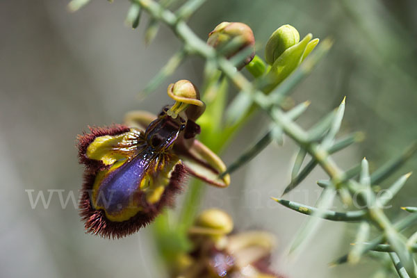 Spiegel-Ragwurz (Ophrys speculum)