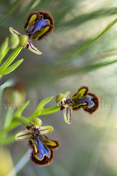 Spiegel-Ragwurz (Ophrys speculum)