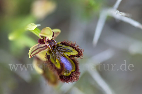 Spiegel-Ragwurz (Ophrys speculum)