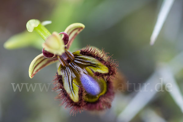 Spiegel-Ragwurz (Ophrys speculum)