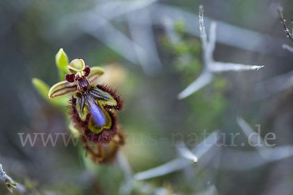 Spiegel-Ragwurz (Ophrys speculum)