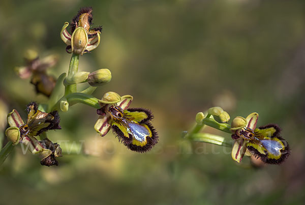 Spiegel-Ragwurz (Ophrys speculum)