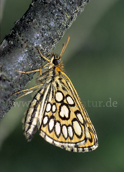 Spiegelfleck-Dickkopffalter (Heteropterus morpheus)