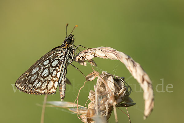 Spiegelfleck-Dickkopffalter (Heteropterus morpheus)