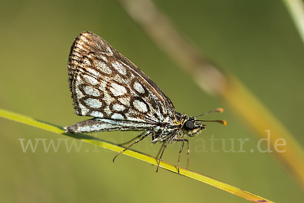 Spiegelfleck-Dickkopffalter (Heteropterus morpheus)