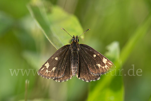 Spiegelfleck-Dickkopffalter (Heteropterus morpheus)