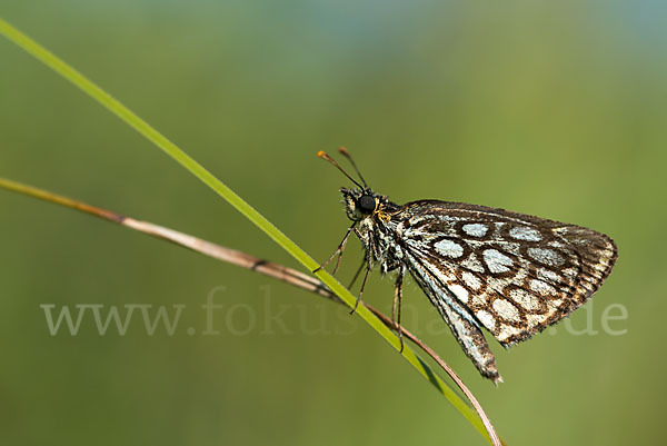 Spiegelfleck-Dickkopffalter (Heteropterus morpheus)