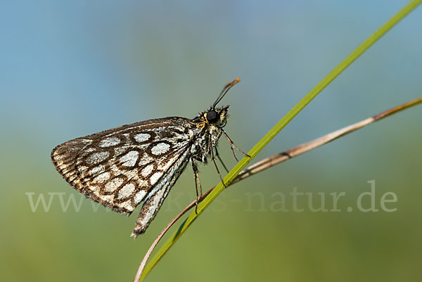 Spiegelfleck-Dickkopffalter (Heteropterus morpheus)