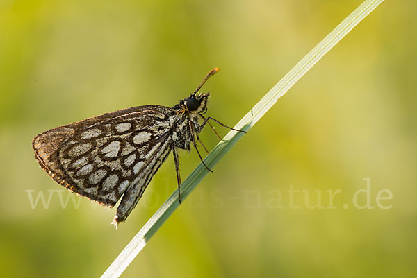 Spiegelfleck-Dickkopffalter (Heteropterus morpheus)