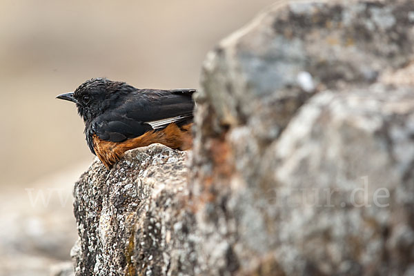 Spiegelschmätzer (Thamnolaea semirufa)