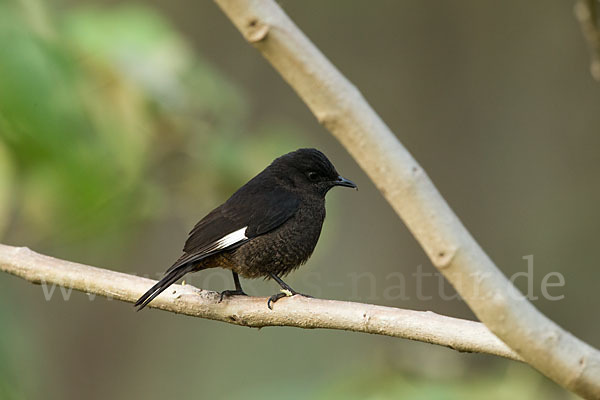 Spiegelschmätzer (Thamnolaea semirufa)