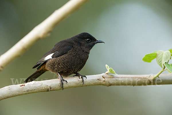 Spiegelschmätzer (Thamnolaea semirufa)