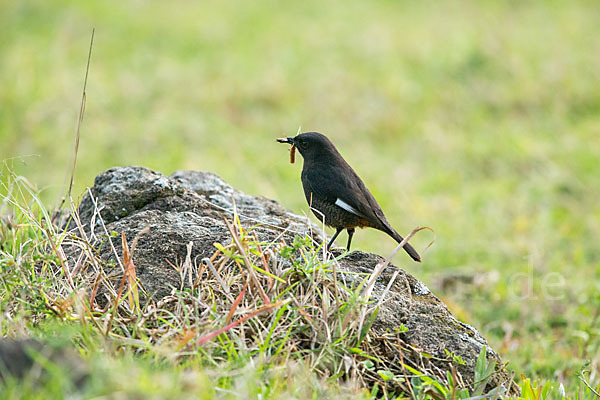 Spiegelschmätzer (Thamnolaea semirufa)