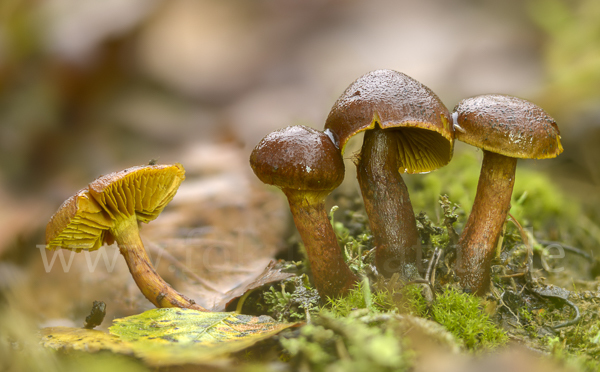 Spindelsporiger Risspilz (Inocybe lacera)