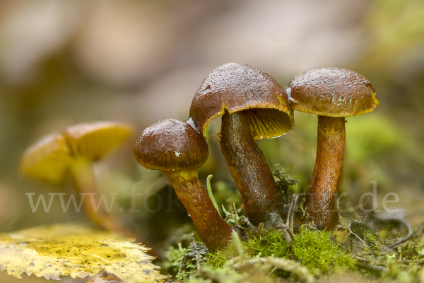 Spindelsporiger Risspilz (Inocybe lacera)