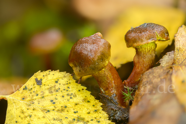 Spindelsporiger Risspilz (Inocybe lacera)