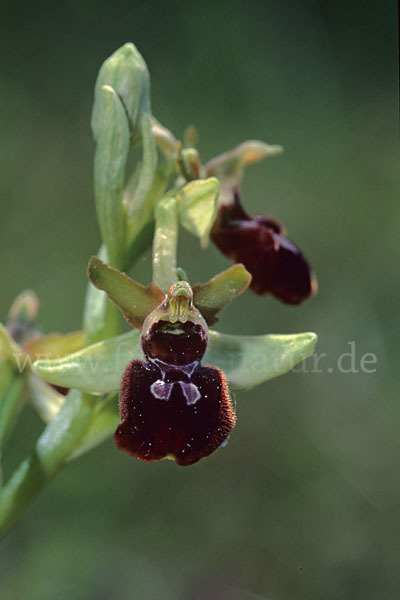 Spinnen-Ragwurz (Ophrys sphegodes)