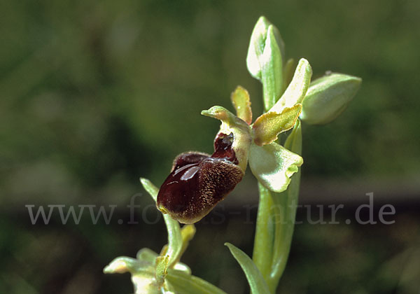 Spinnen-Ragwurz (Ophrys sphegodes)