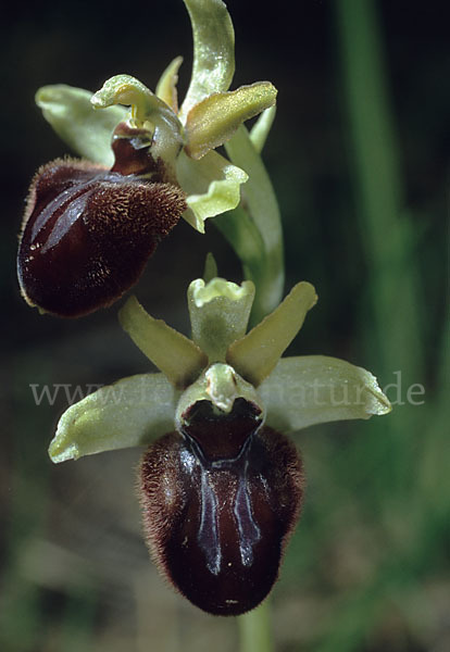 Spinnen-Ragwurz (Ophrys sphegodes)